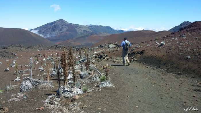Haleakala-B-silverswords