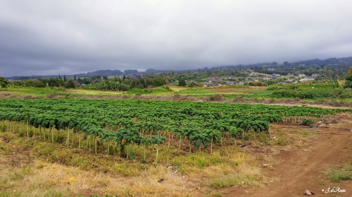 Kale @ Maui Nui